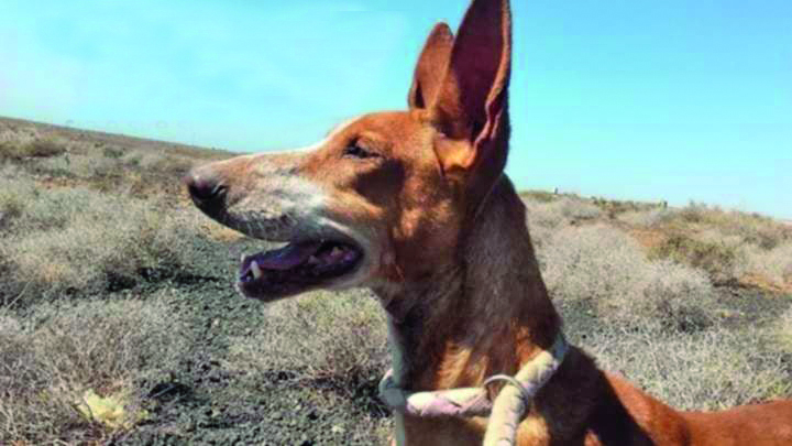 Adozione di cani da record tutta italiana