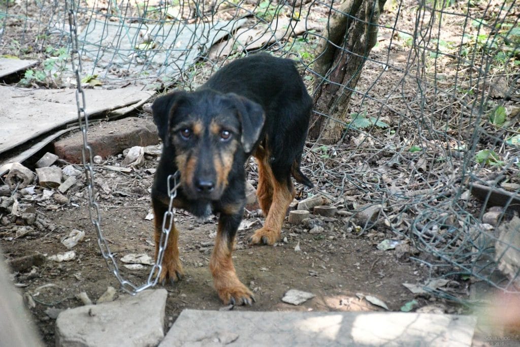 Poldo, cane maltrattato e percosso, diventa mascotte di QuattroZampeinFiera