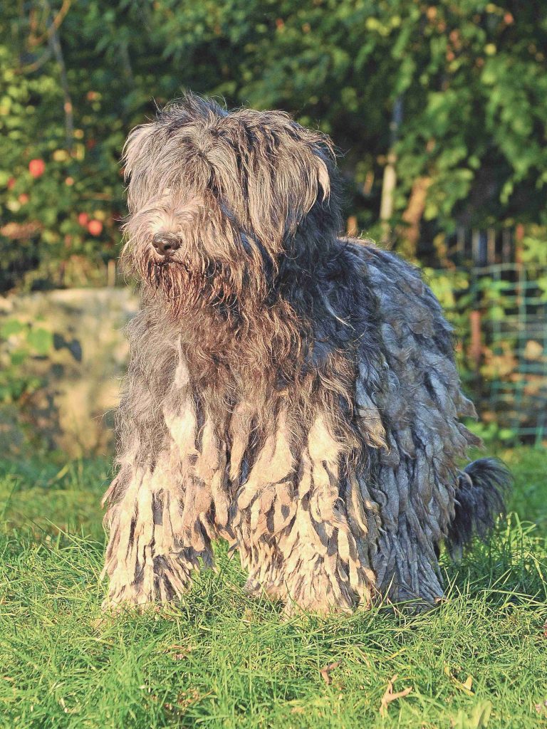 Pastore Bergamasco