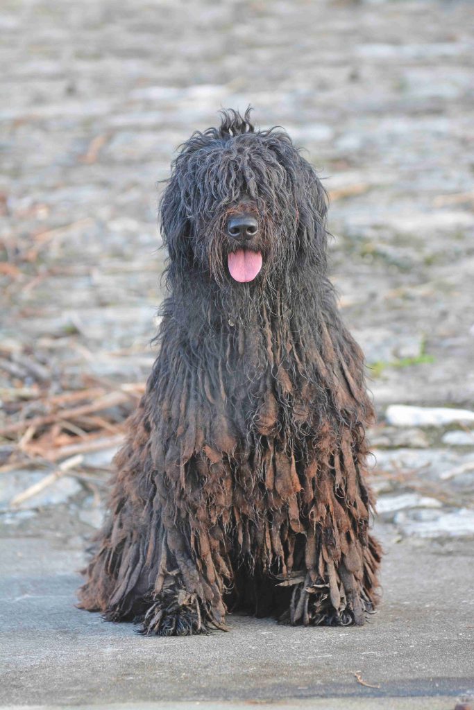 Pastore Bergamasco