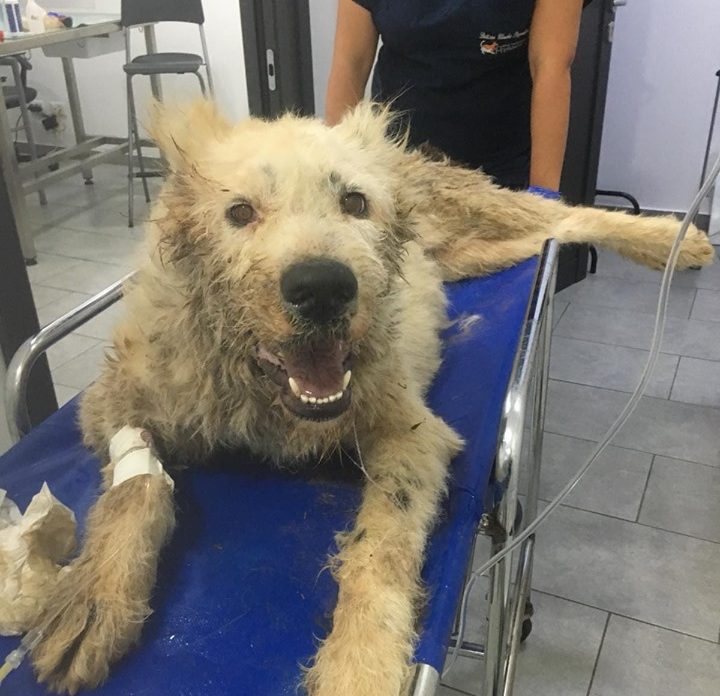 Ruth, cane randagio massacrato muore tra atroci sofferenze