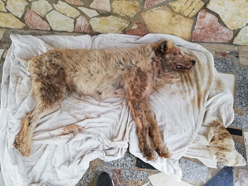 Ruth, cane randagio massacrato muore tra atroci sofferenze