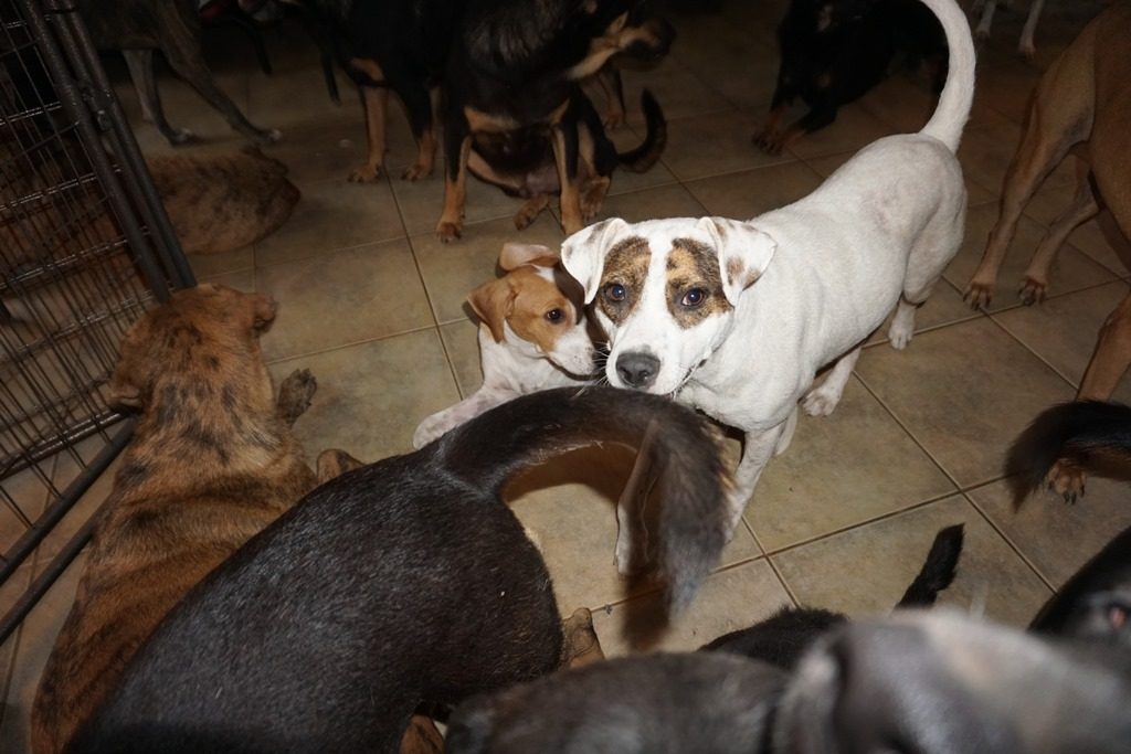 97 cani salvati dall'Uragano Dorian