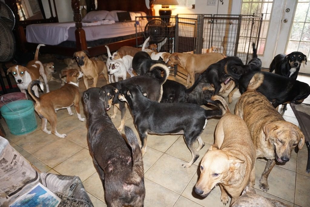 97 cani salvati dall'Uragano Dorian