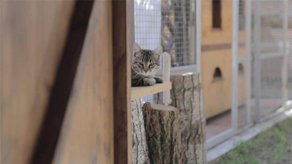 “Pet testamento”, la storia del gattile nato da un sogno