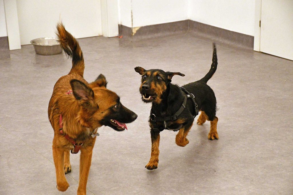 Poldo, cane maltrattato e ora mascotte di QuattroZampeinFiera, è ingrassato di un chilo e sta meglio