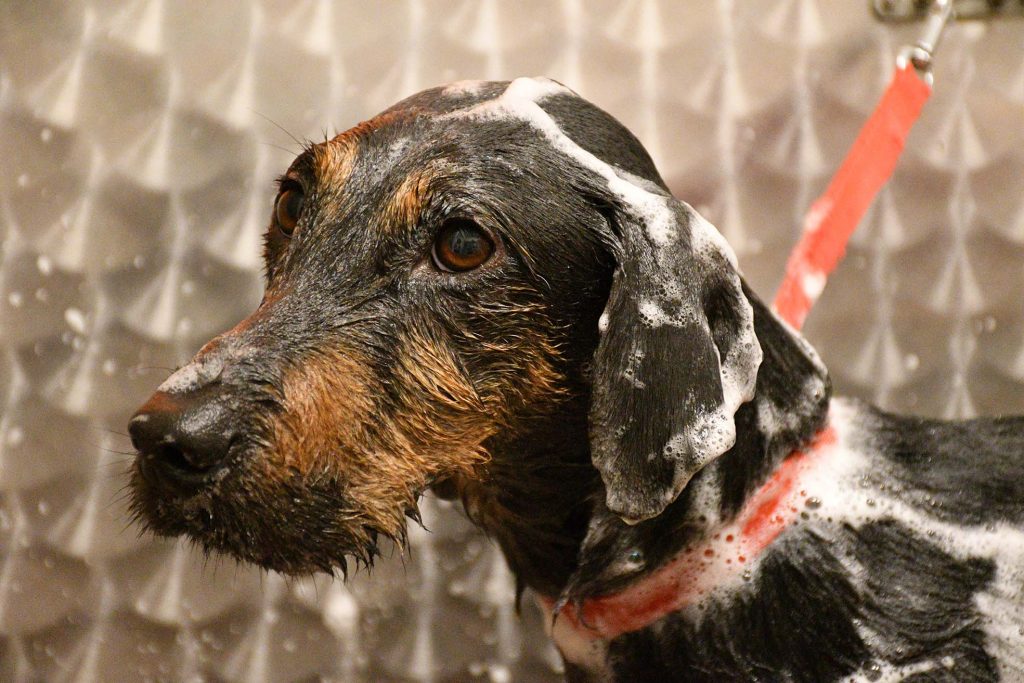 Poldo, cane maltrattato e ora mascotte di QuattroZampeinFiera, è ingrassato di un chilo e sta meglio