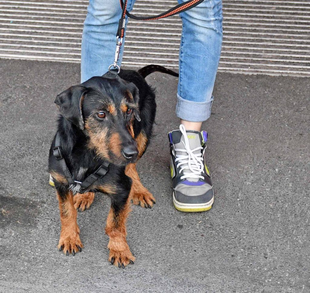 Poldo, cane maltrattato e ora mascotte di QuattroZampeinFiera, è ingrassato di un chilo e sta meglio