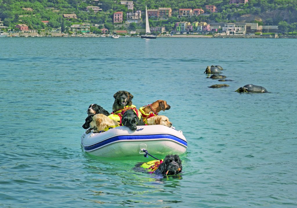 Il cane Reef è uno dei Superpower dogs