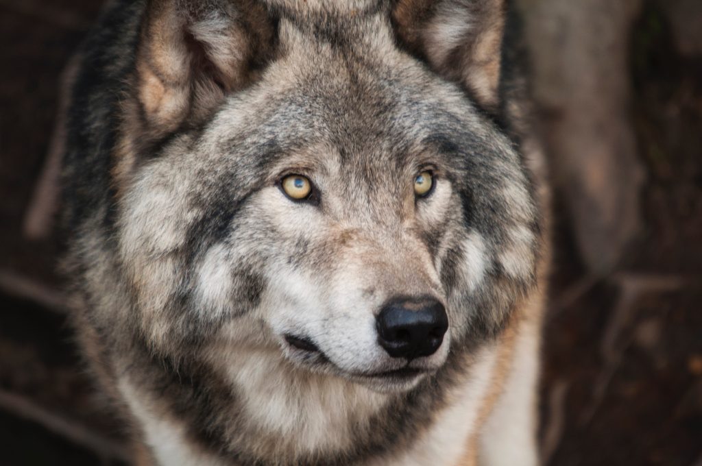“Insieme per gli animali”, al via una nuova iniziativa per la salvaguardia del lupo