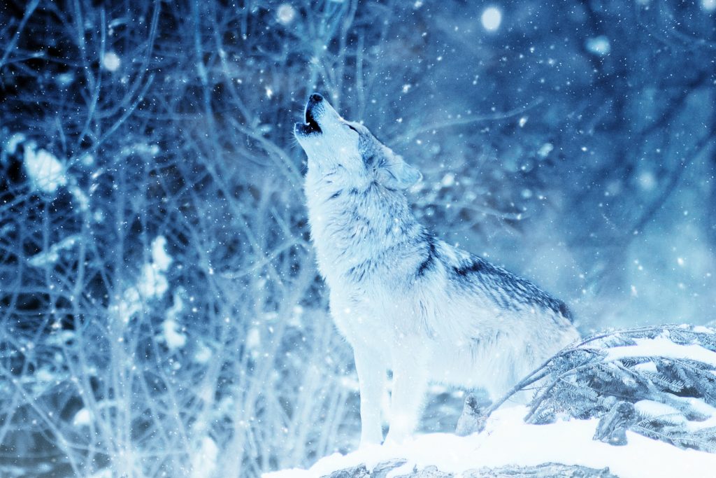“Insieme per gli animali”, al via una nuova iniziativa per la salvaguardia del lupo