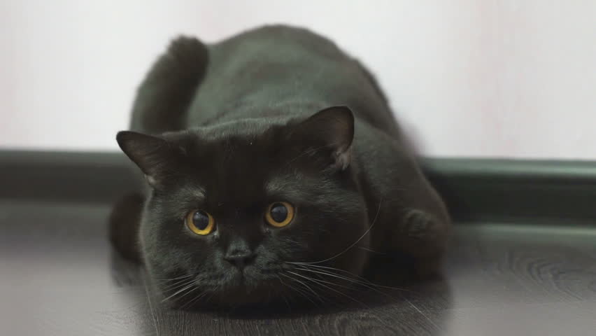 4 splendide razze che ti faranno passare la paura del gatto nero
