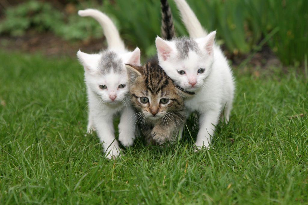 “Pet testamento”, la storia del gattile nato da un sogno
