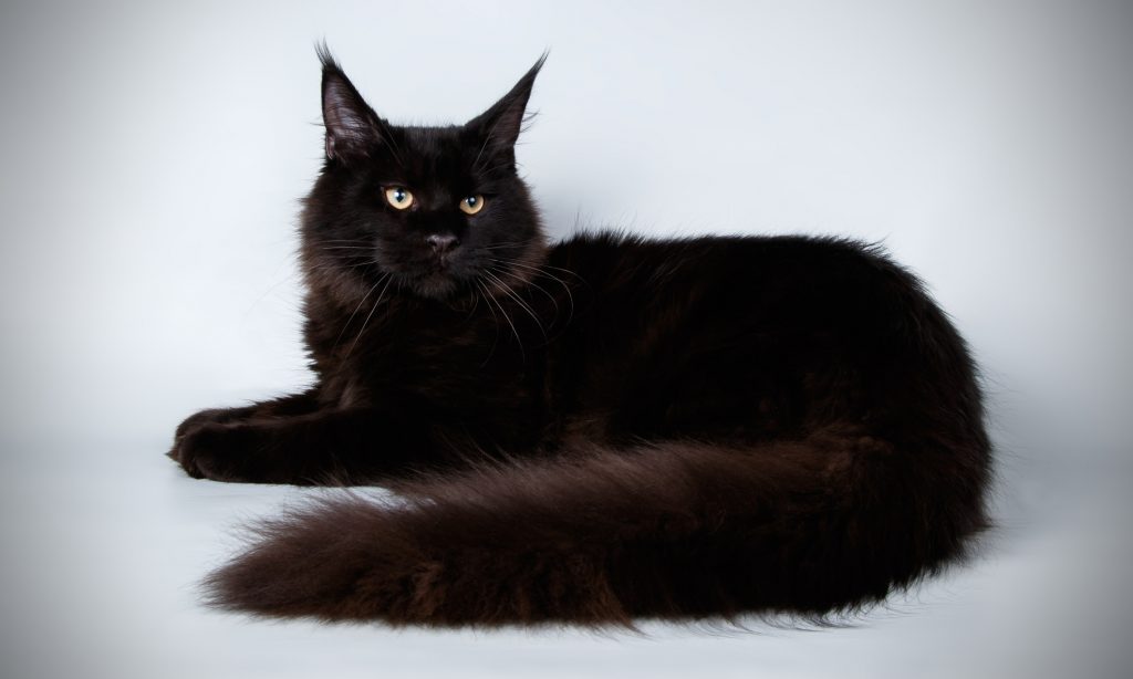 Un Maine Coon nero