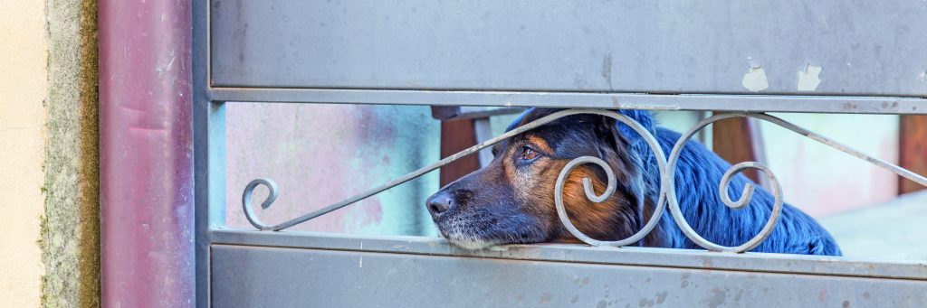 È reato ignorare un cane che sta male