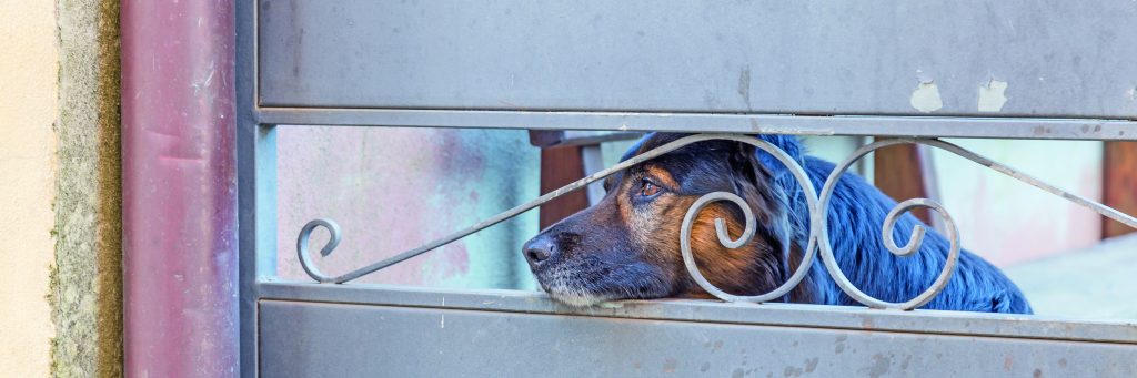 È reato ignorare un cane che sta male