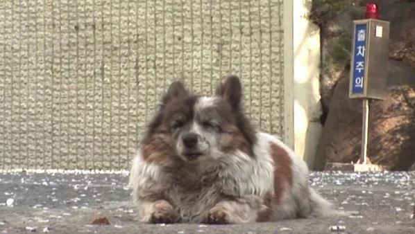 Bokshil, il cane che da 10 anni attende il ritorno del padrone che l'ha abbandonato