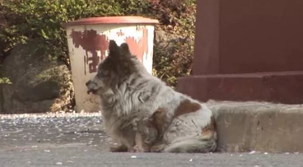 Bokshil, il cane che da 10 anni attende il ritorno del padrone che l'ha abbandonato