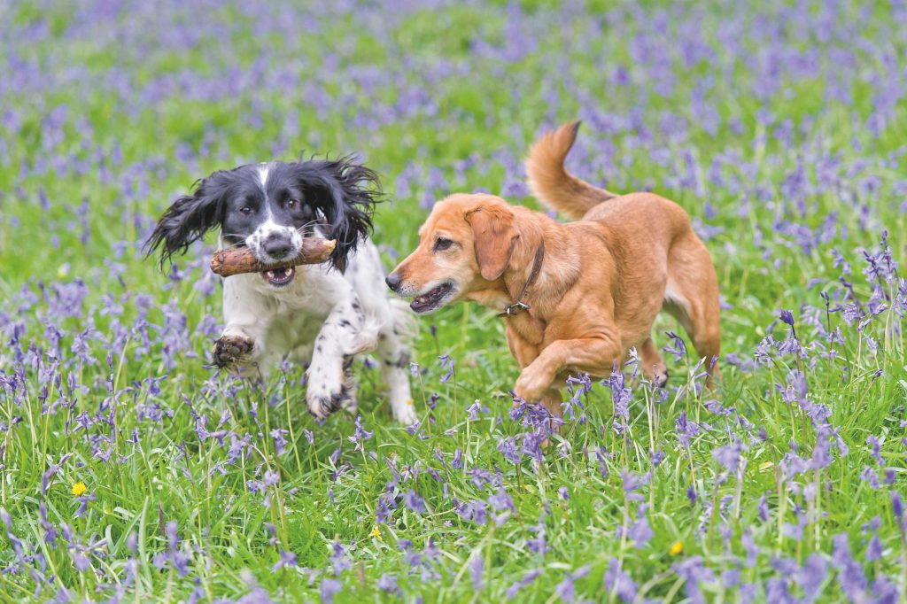 Cane, articolazioni sane per una vita in movimento