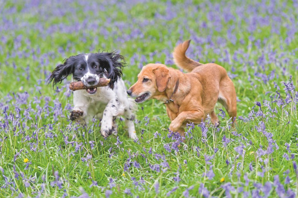 Cane, articolazioni sane per una vita in movimento
