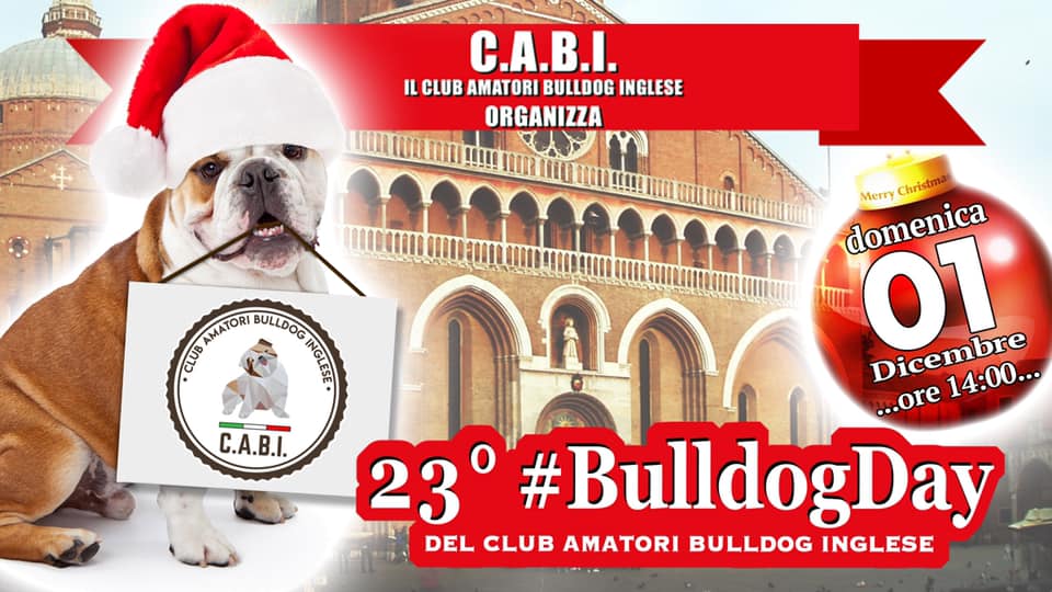 A Padova il più grande raduno di Bulldog Inglesi