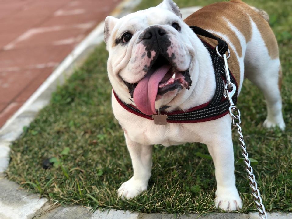 A Padova il più grande raduno di Bulldog Inglesi