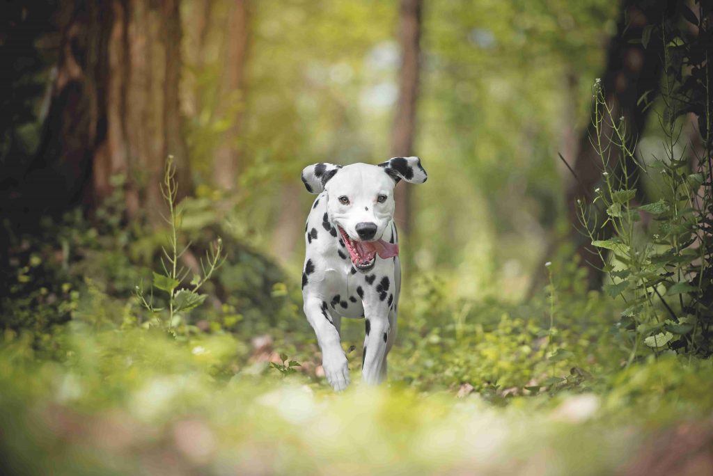 Dog endurance: l’uno per l’altro