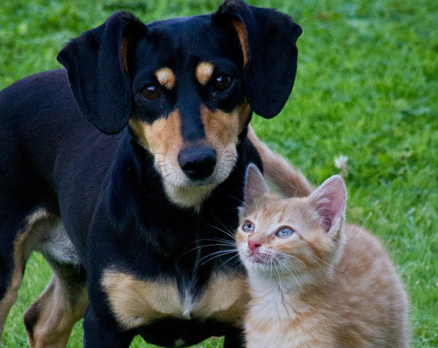 La ciotola di cane e gatto? Ecco come prepararla ad hoc