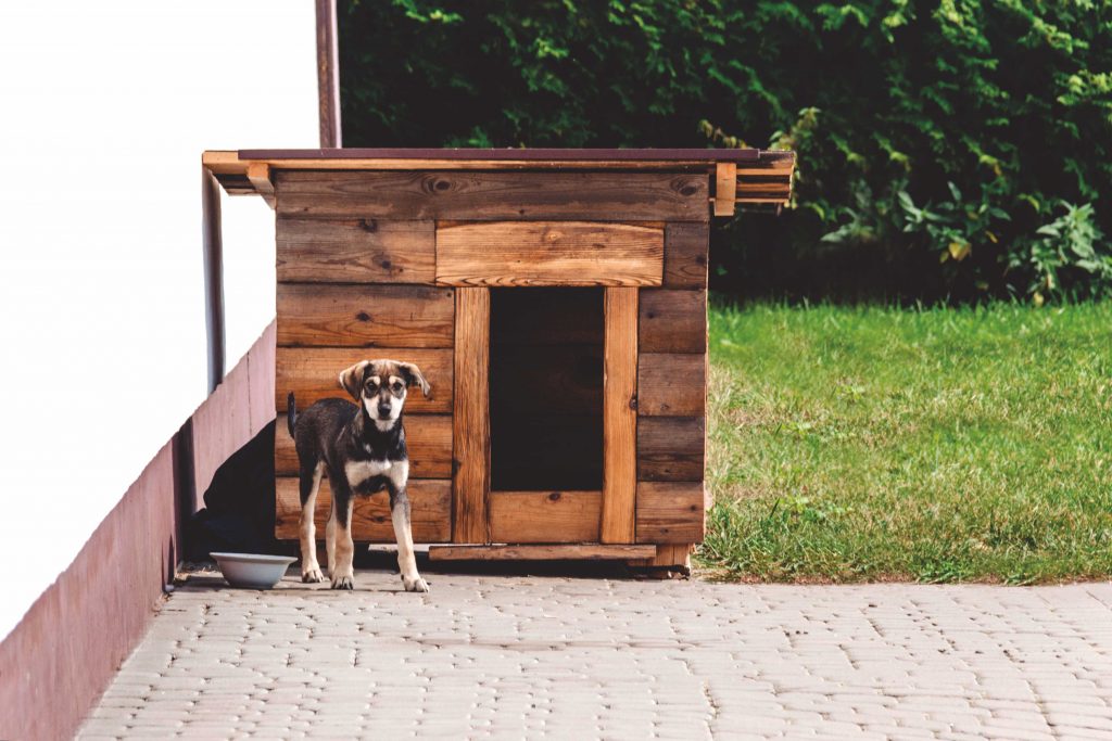 Passeggiare col cane ci rende felici