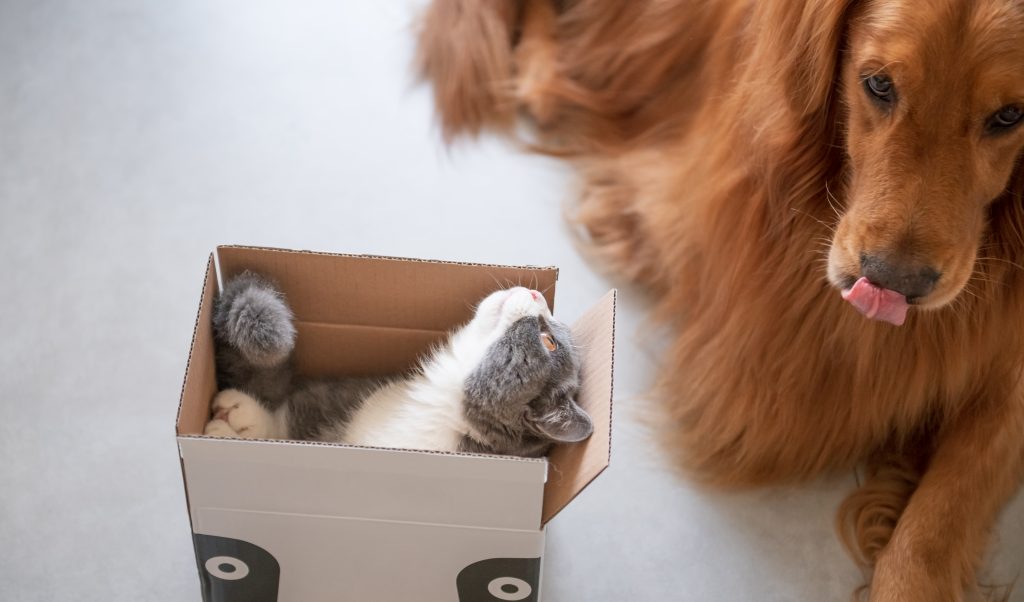 A cosa pensa il mio cane? e il mio gatto? L'intelligenza degli animali