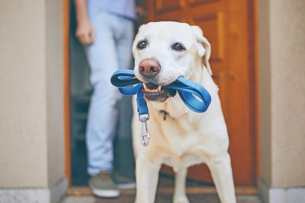 Passeggiare col cane rende felici loro e noi