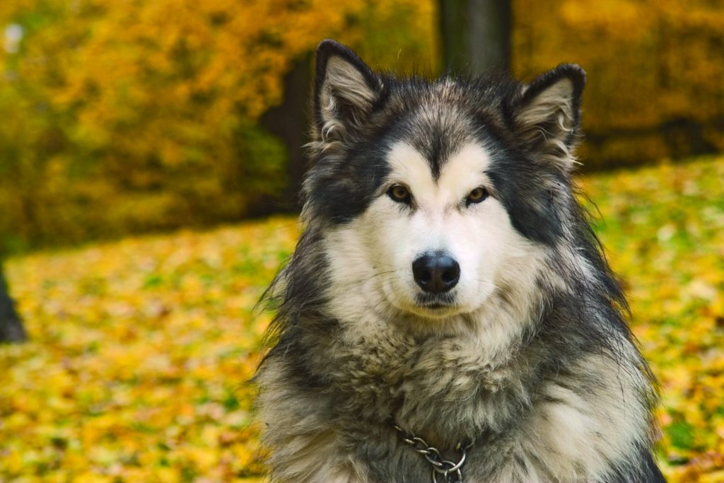 Alaskan Malamute