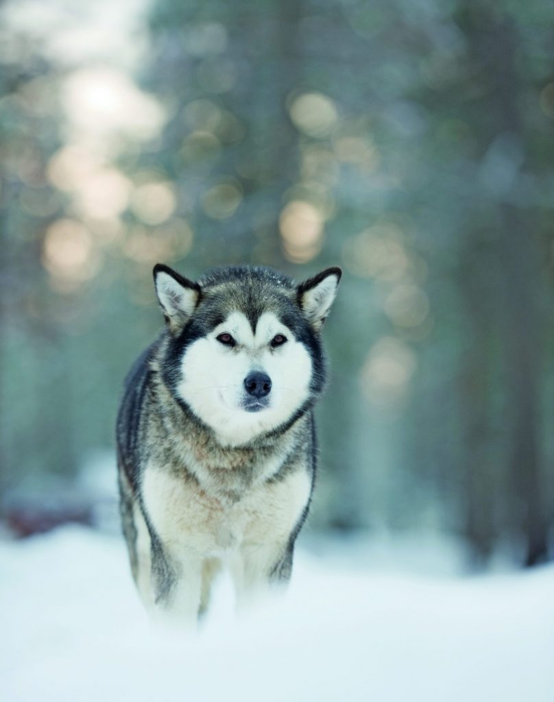 Alaskan Malamute