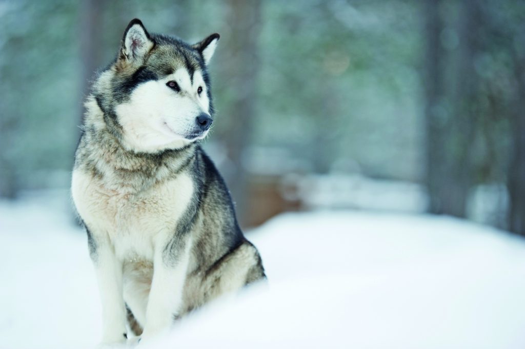 Alaskan Malamute