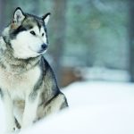 Alaskan Malamute