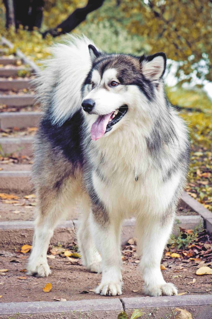 Alaskan Malamute