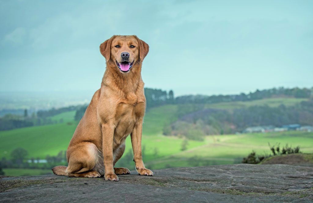 Un Viaggio A Quattro Zampe Razza Del Cane
