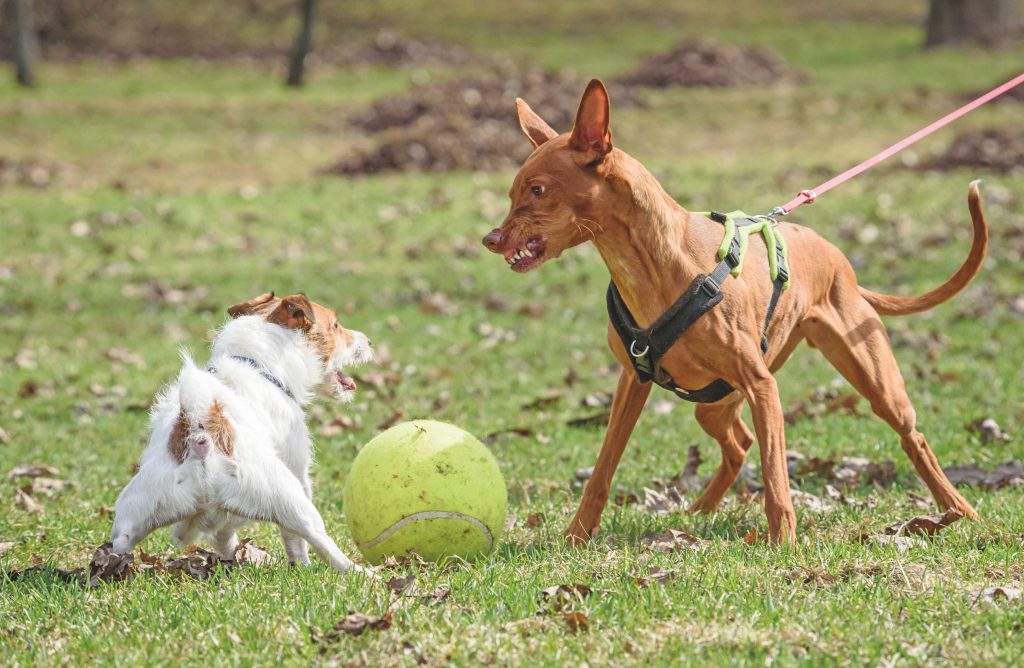 Le 4 bugie sui cani aggressivi