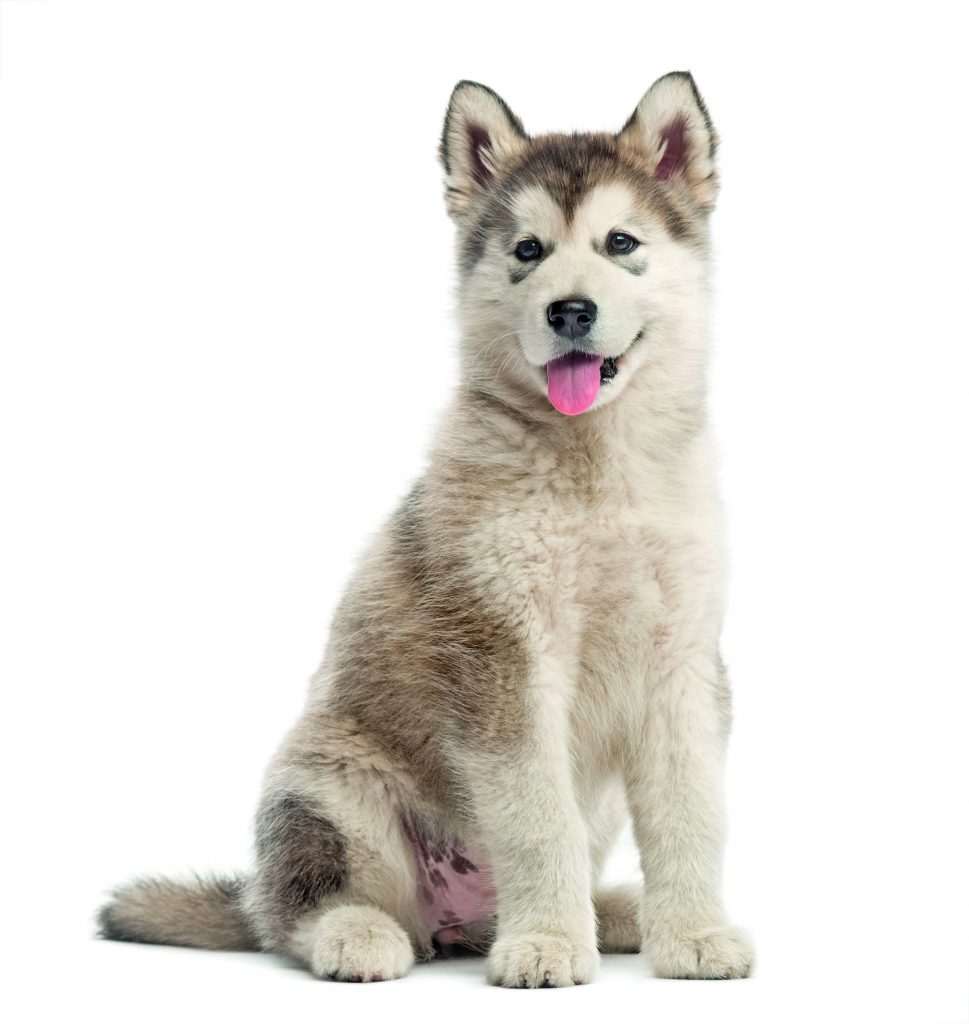 Alaskan Malamute