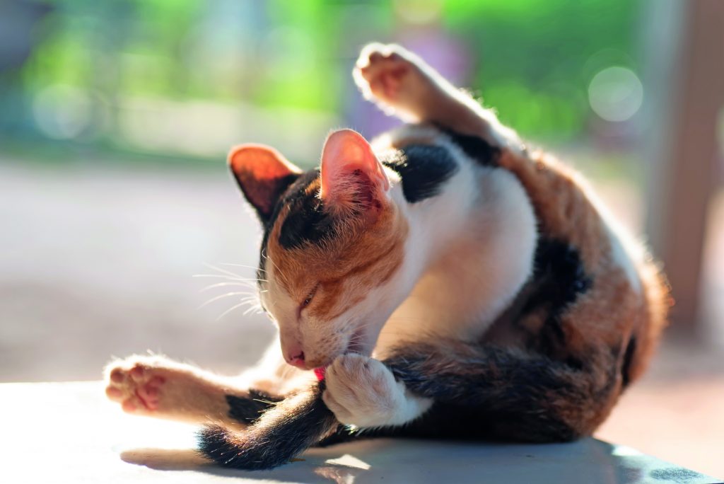 Micio e grooming, un rituale che viene insegnato da mamma gatta