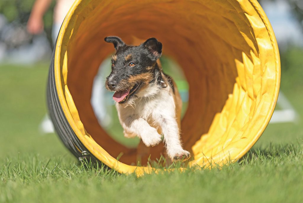 Ma è vero che…? Le risposte alle domande più comuni sul comportamento dei cani