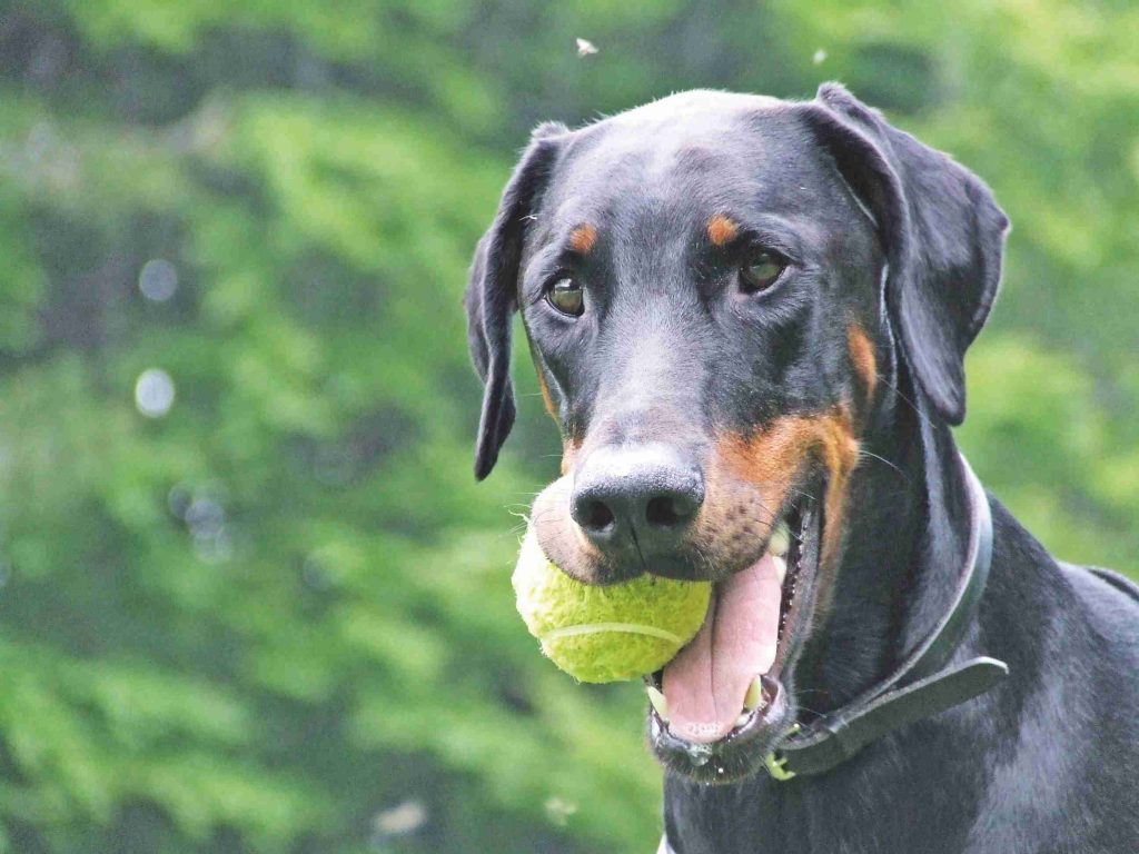 Il miracolo di Sophia, cane con il cancro