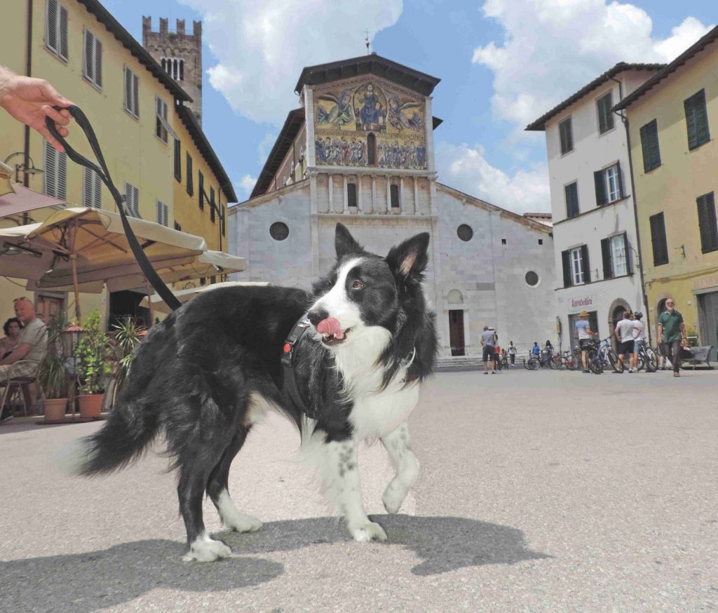 Lucca pet-friendly