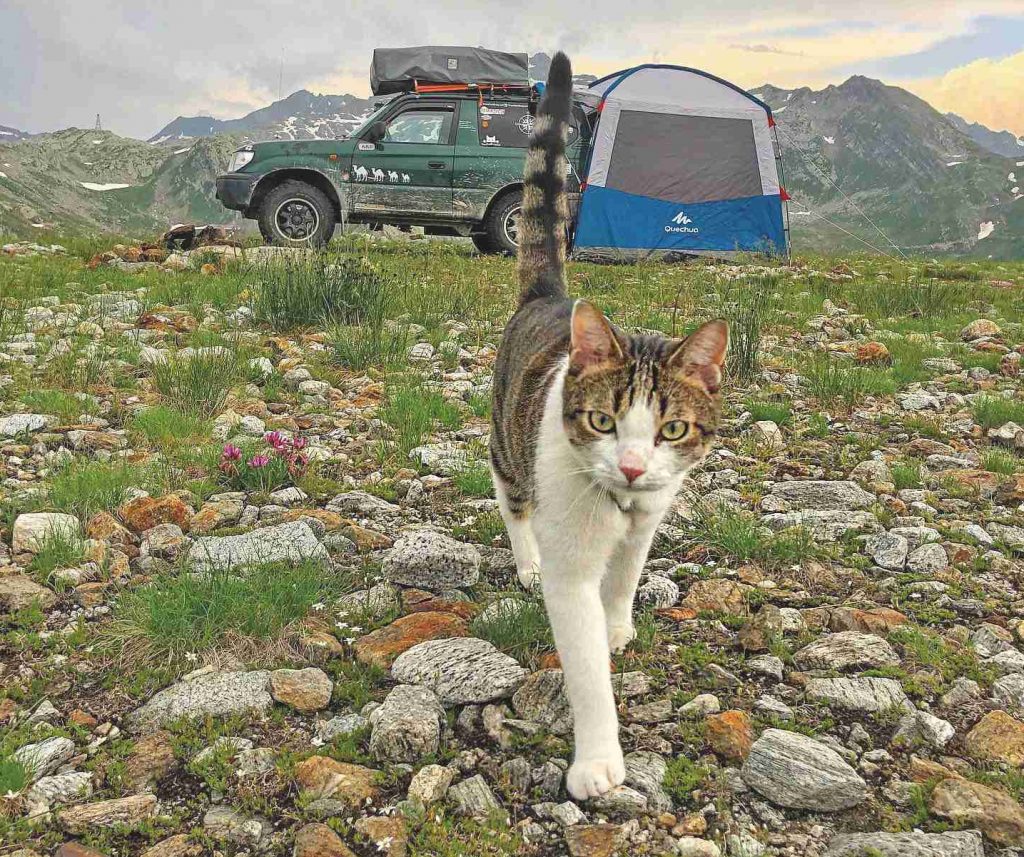 Viaggiare con il gatto l'ha salvato dalla depressione