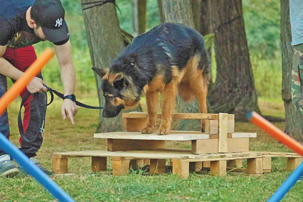 Gym Dog Fisc