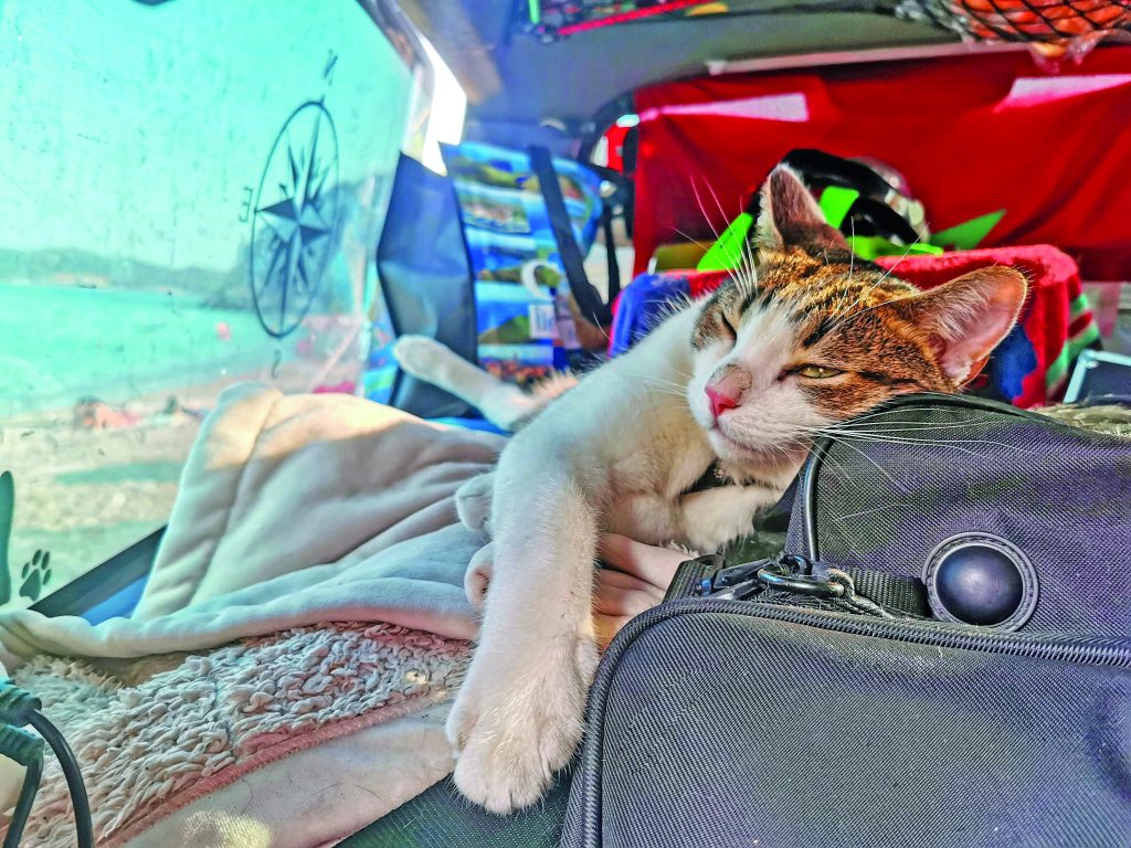 Viaggiare con il gatto l'ha salvato dalla depressione