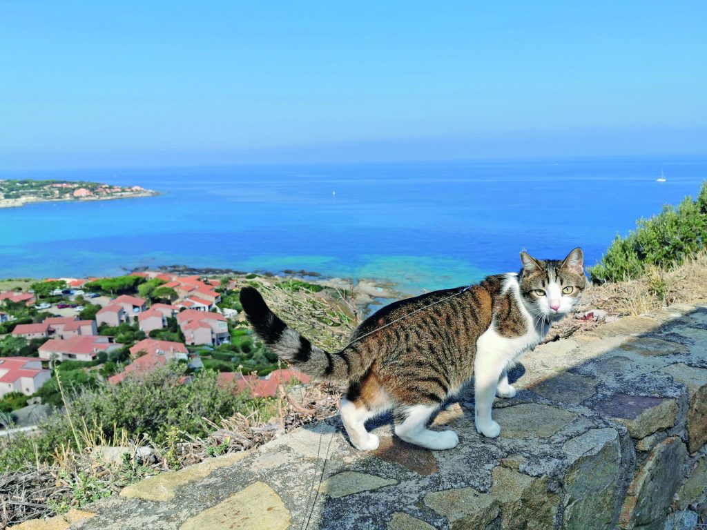 Viaggiare con il gatto l'ha salvato dalla depressione