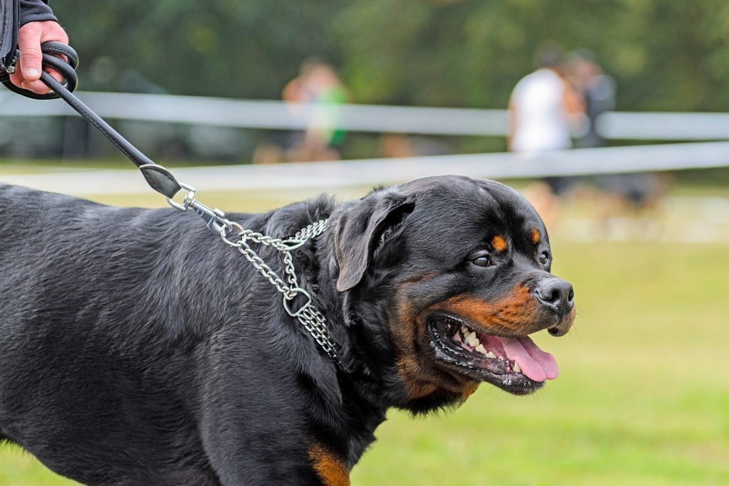 Portare fuori il cane... ma come?