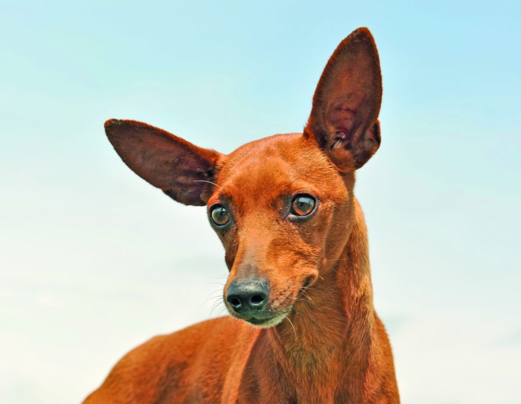 Cani Campioni di Fedeltà