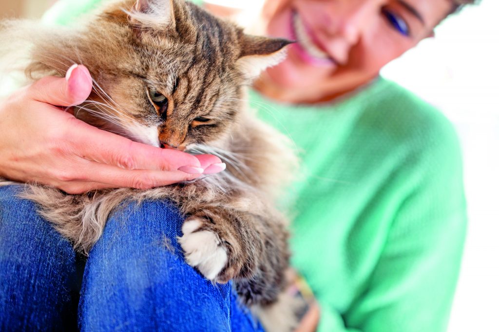 Educare un gatto è possibile?